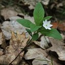 Trientalis europaea