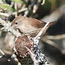 Troglodytes aedon