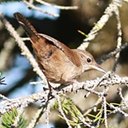 Troglodytes aedon