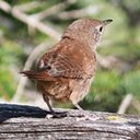 Troglodytes aedon