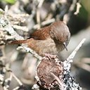 Troglodytes aedon