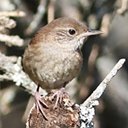 Troglodytes aedon
