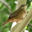 Troglodytes musculus