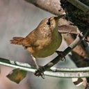 Troglodytes musculus