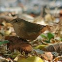 Troglodytes musculus