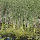 Typha angustifolia