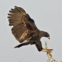 Urubitinga urubitinga