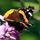 Vanessa atalanta