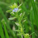 Veronica arvensis