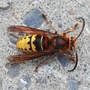 Vespa crabro