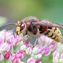 Vespa crabro