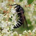 Vespula consobrina