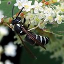 Vespula consobrina