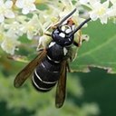 Vespula consobrina