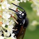 Vespula consobrina