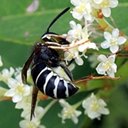 Vespula consobrina