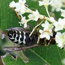 Vespula consobrina