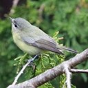 Vireo philadelphicus