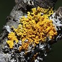 Xanthoria parietina