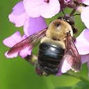Xylocopa virginica