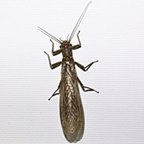 Acroneuria sp.