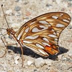 Agraulis vanillae
