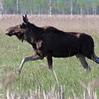 Alces alces
