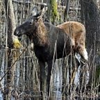 Alces alces
