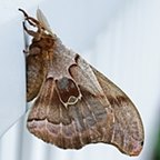 Antheraea polyphemus