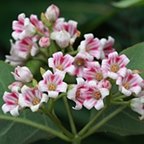 Apocynum androsaemifolium