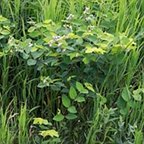 Apocynum androsaemifolium