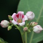 Apocynum androsaemifolium