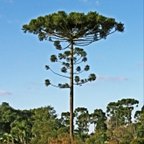Araucaria angustifolia