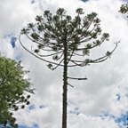 Araucaria angustifolia