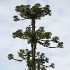 Araucaria angustifolia