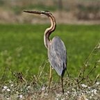 Ardea purpurea
