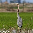 Ardea purpurea