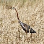 Ardea purpurea