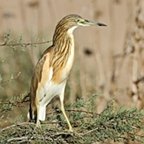 Ardeola ralloides