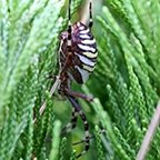 Argiope bruennichi