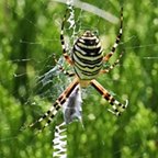 Argiope bruennichi