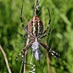 Argiope bruennichi