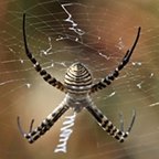 Argiope trifasciata