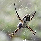 Argiope trifasciata
