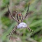 Argiope trifasciata