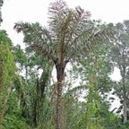Astrocaryum aculeatum