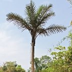 Astrocaryum aculeatum