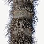 Astrocaryum aculeatum