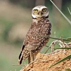 Athene cunicularia