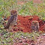Athene cunicularia